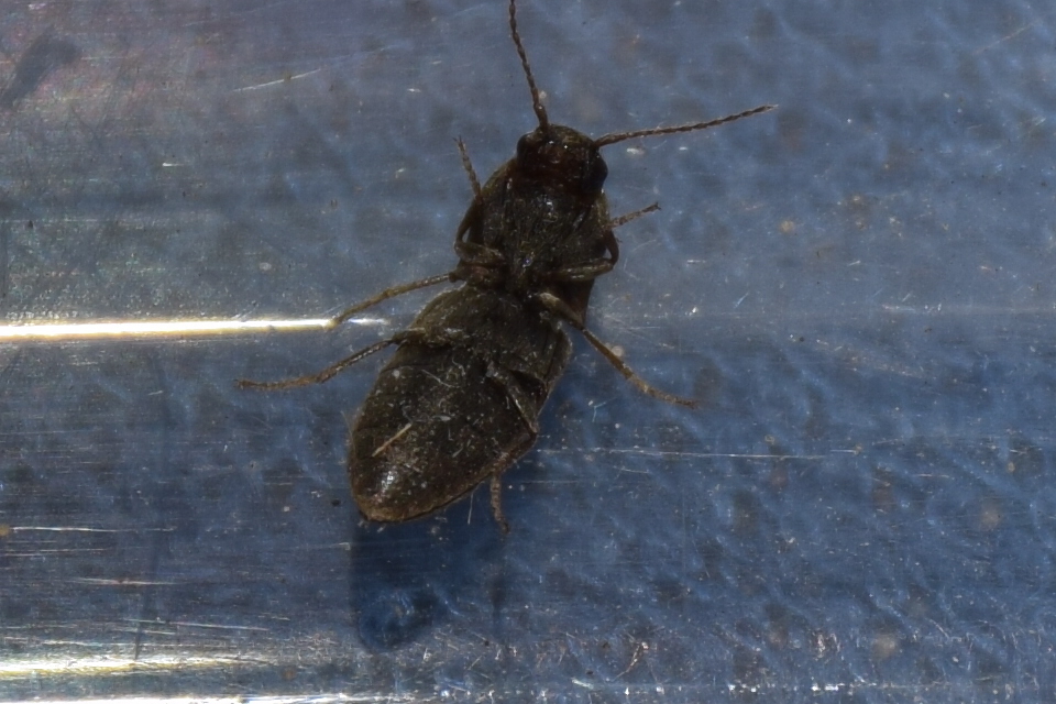 Agriotes lineatus - vetési pattanó
