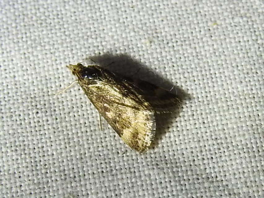 Pyrausta despicata - réti bíbormoly