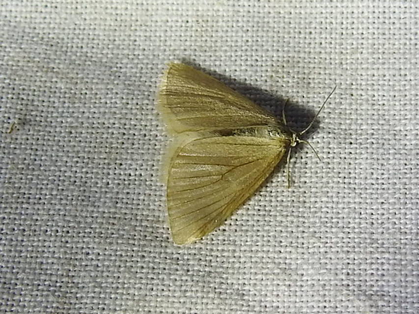 Minoa murinata - kutyatej-araszoló