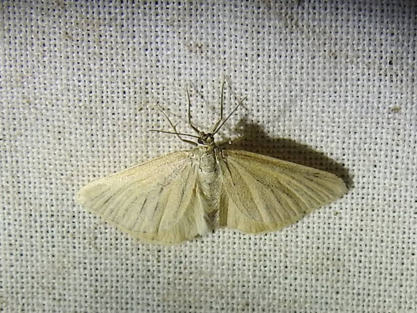 Minoa murinata - kutyatej-araszoló