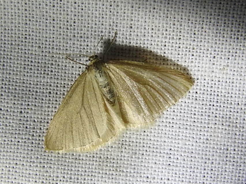 Minoa murinata - kutyatej-araszoló