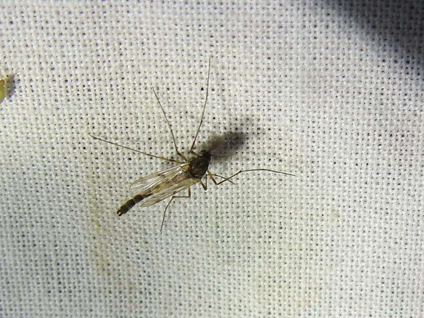 Chironomidae - árvaszúnyogok