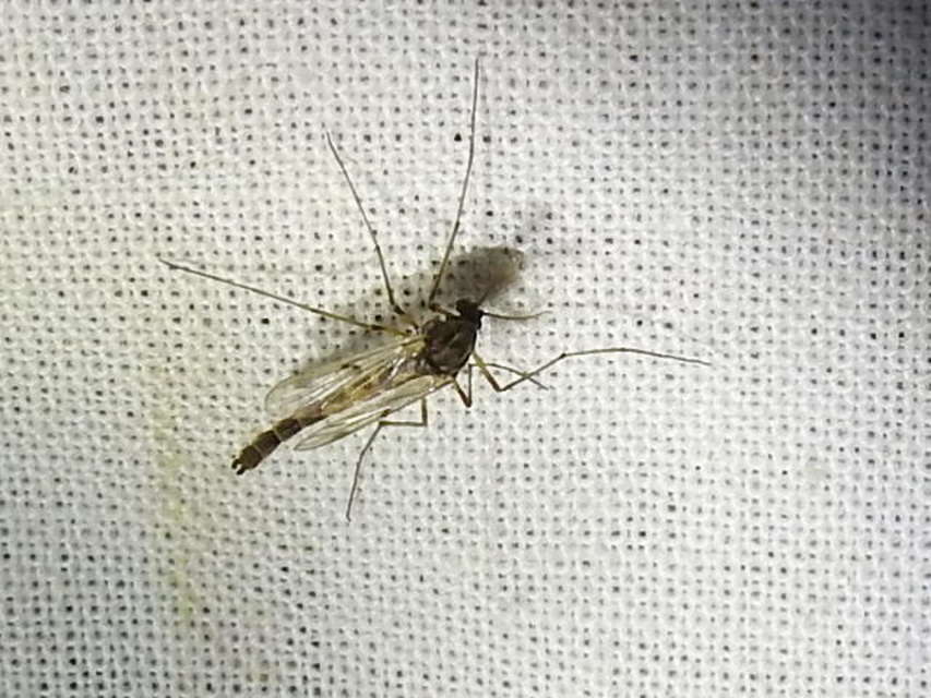 Chironomidae - árvaszúnyogok
