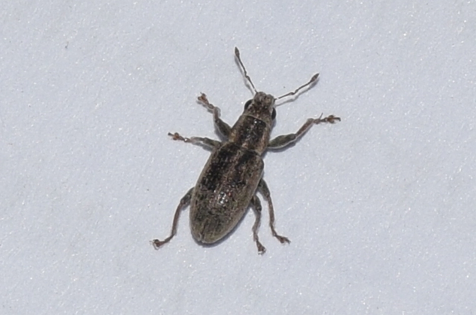 Sitona humeralis - lucerna-csipkézőbogár