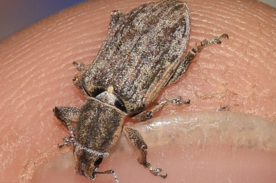 Tanymecus palliatus - közönséges hegyesfarúbarkó