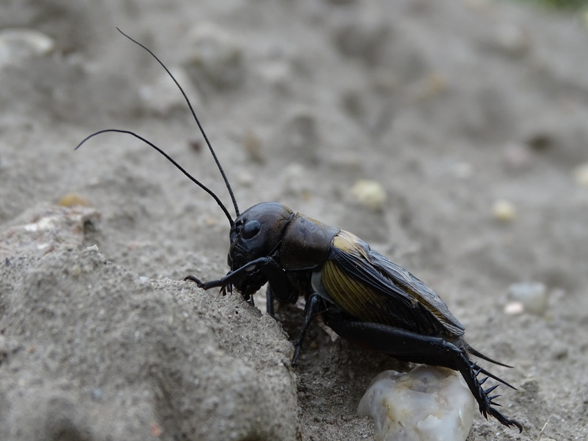 Gryllus campestris - mezei tücsök