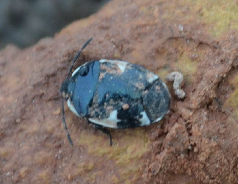 Tritomegas sexmaculatus - hatfoltos földipoloska