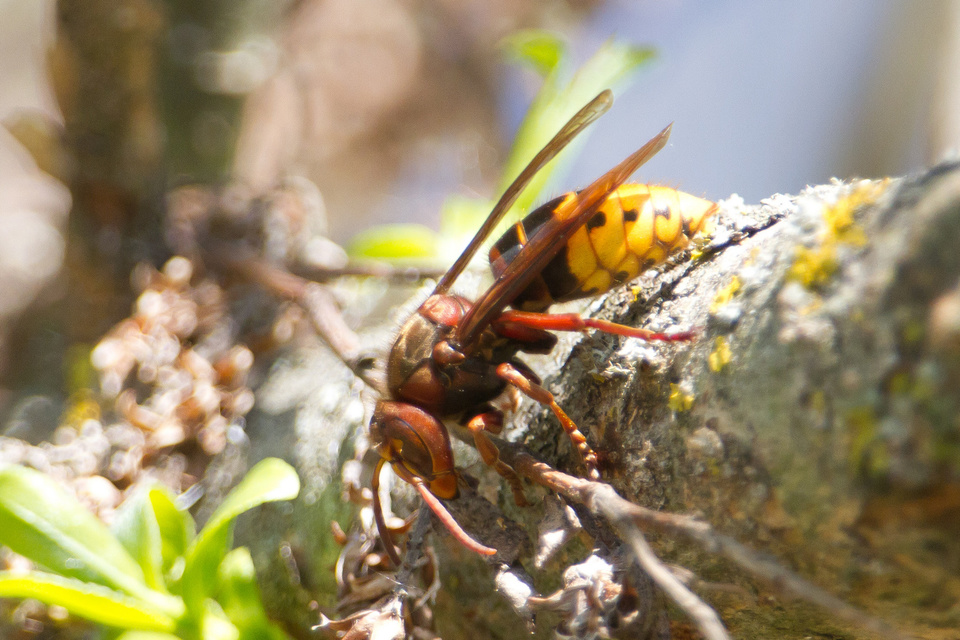 Vespa crabro - lódarázs