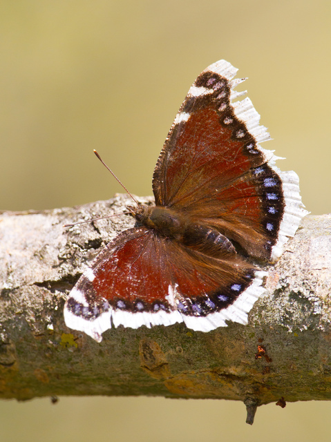 Nymphalis antiopa - gyászlepke