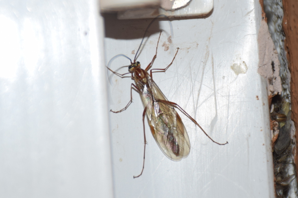 Ophion obscuratus