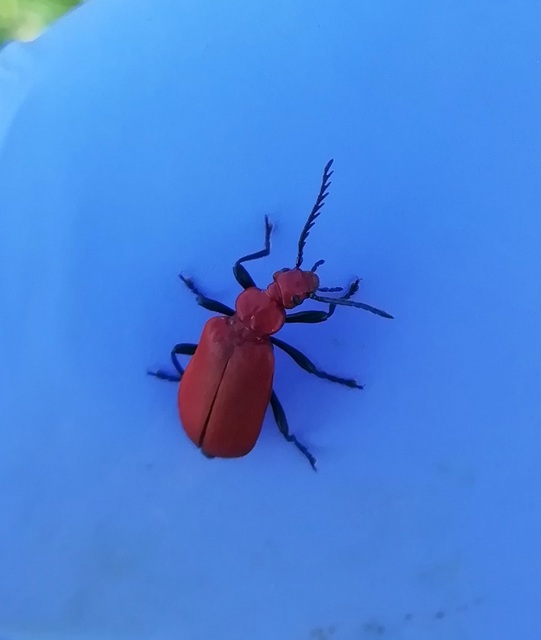Pyrochroa serraticornis - közép-bíborbogár