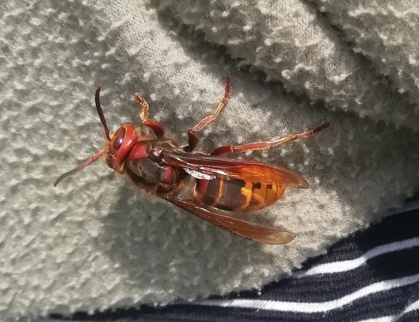 Vespa crabro - lódarázs