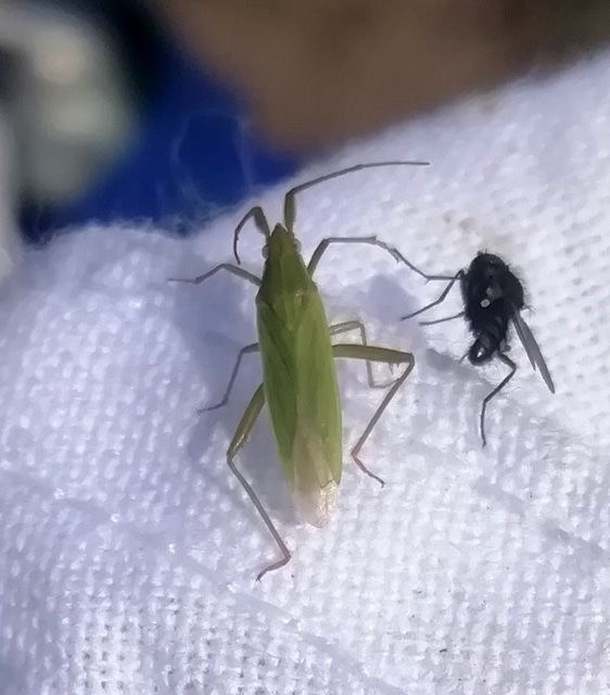 Stenodema calcarata - sarkantyús mezeipoloska