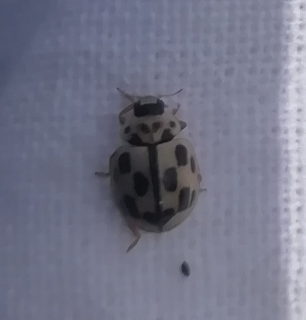 Propylea quatuordecimpunctata - tizennégypettyes füsskata
