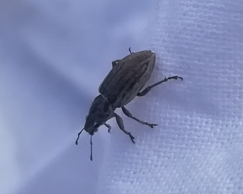 Tanymecus dilaticollis - kukorica-hegyesfarúbarkó