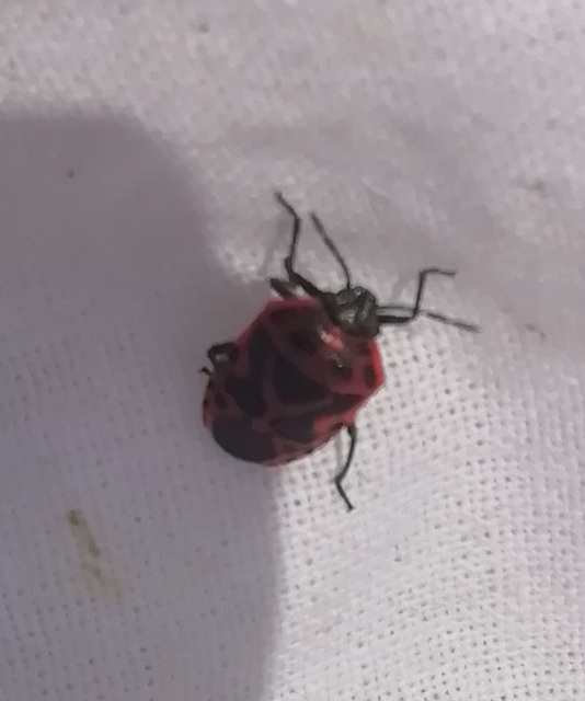 Eurydema ornata - díszespoloska Eurydema ornata - díszespoloska