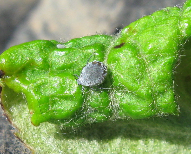 Dysaphis plantaginea