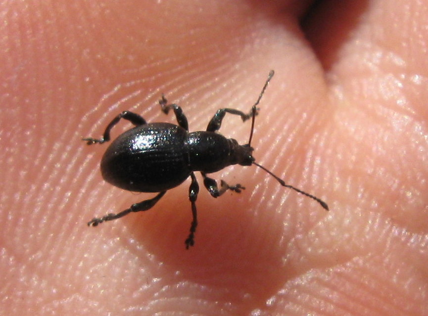 Otiorhynchus lirus - fényes gyalogormányos