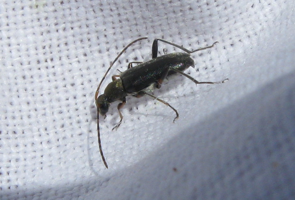 Grammoptera ruficornis - gyűrűscsápú galagonyacincér Grammoptera ruficornis - gyűrűscsápú galagonyacincér