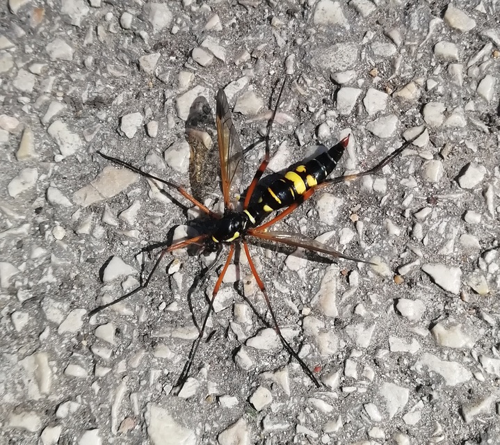 Ctenophora festiva