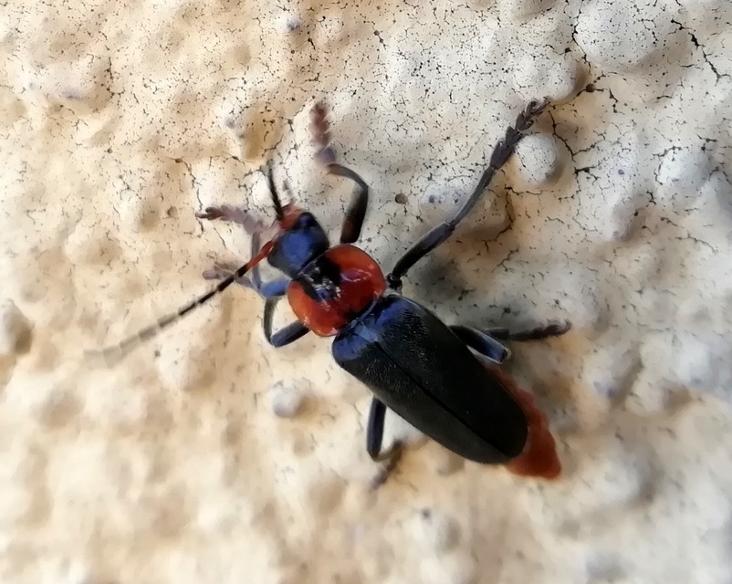Cantharis fusca - közönséges lágybogár