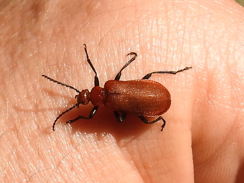 Pyrochroa serraticornis - közép-bíborbogár