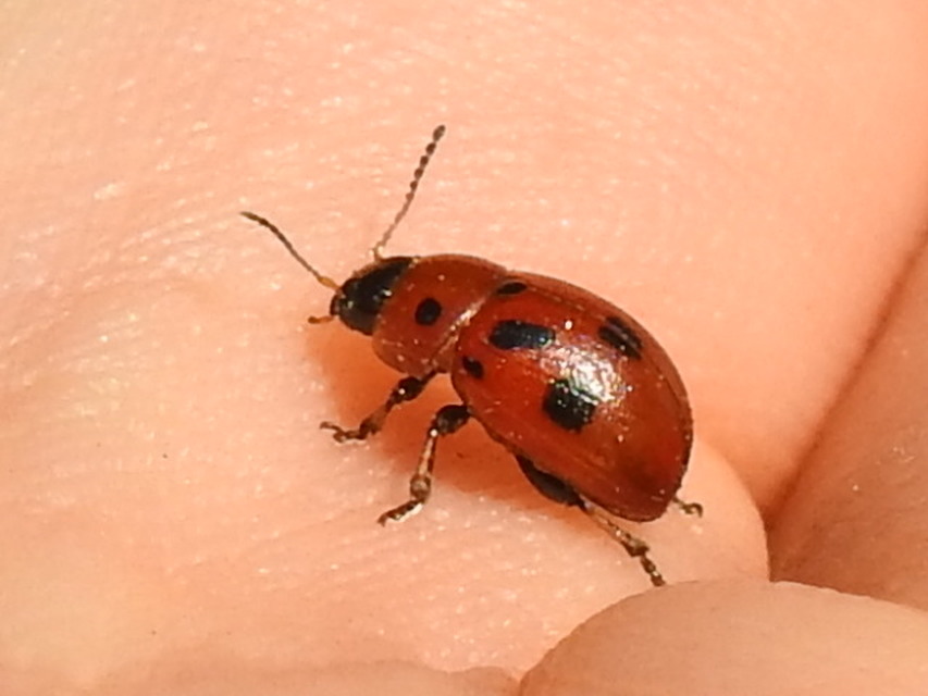 Gonioctena fornicata - közönséges lucernabogár