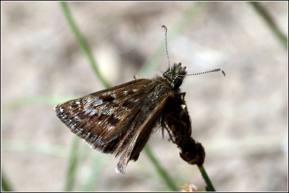 Erynnis tages - cigánylepke