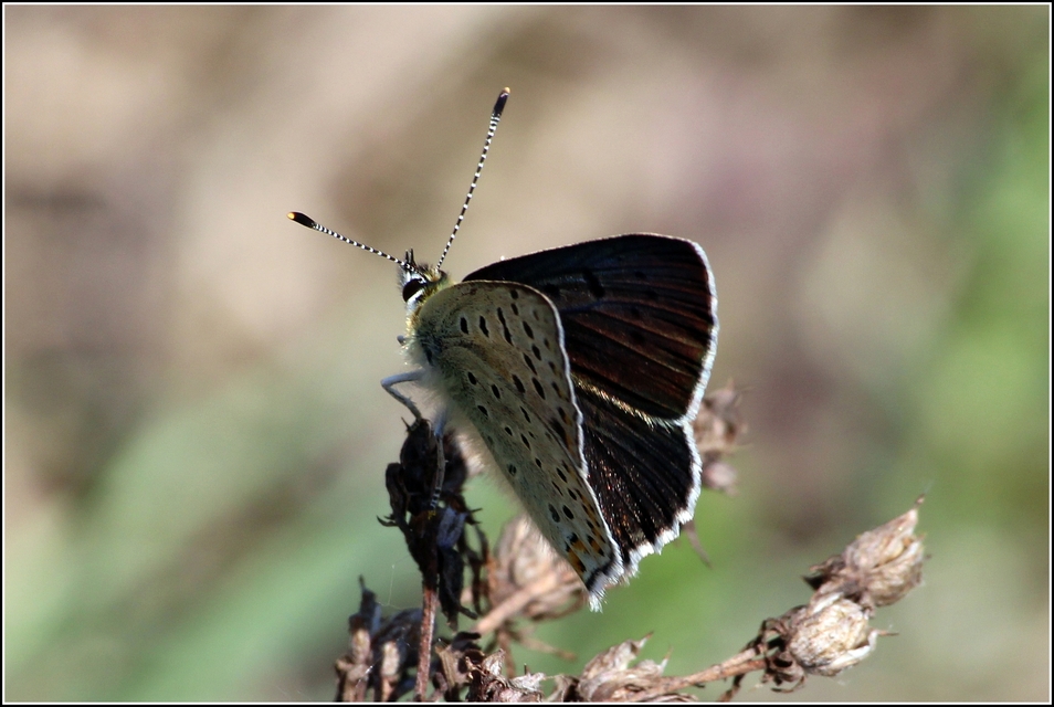 Lycaena tityrus - barna tűzlepke