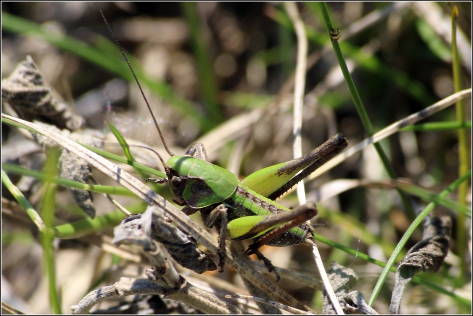 Decticus verrucivorus - szemölcsevő szöcske