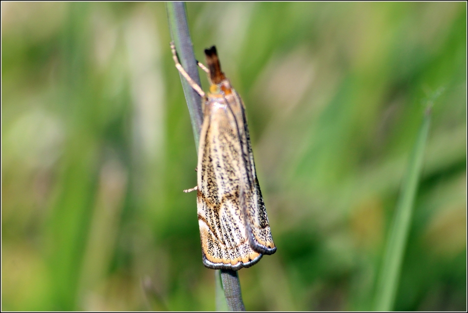 Thisanotia chrysonuchella - tavaszi fűgyökérmoly