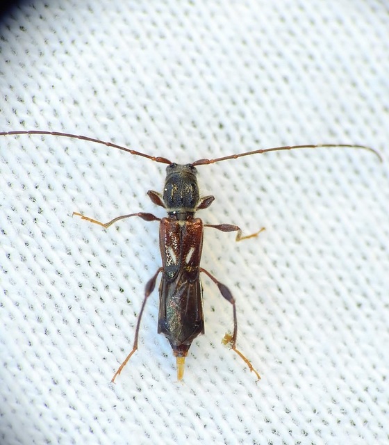 Molorchus minor - kis légycincér