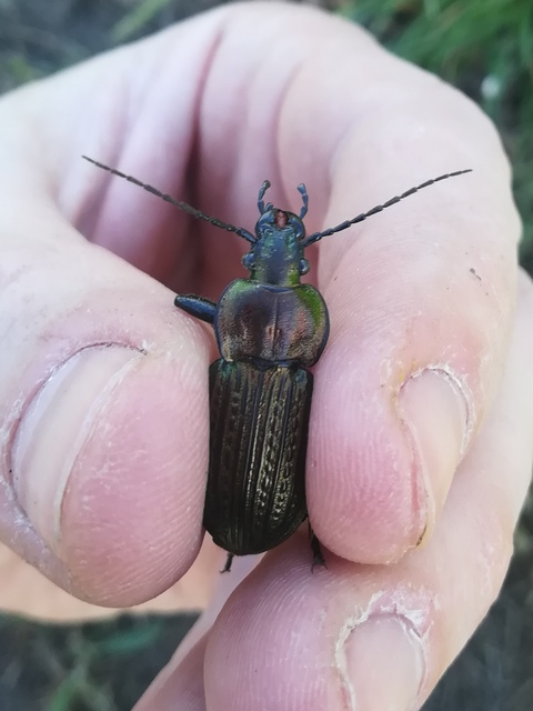 Carabus ulrichii - rezes futrinka Carabus ulrichii - rezes futrinka