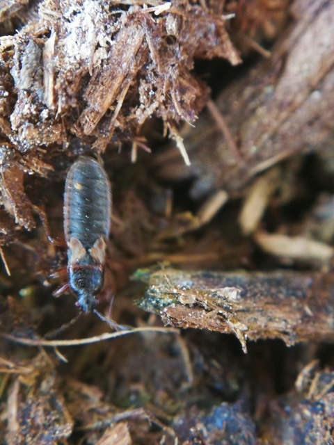Dimorphopterus spinolae - közönséges karcsúbodobács