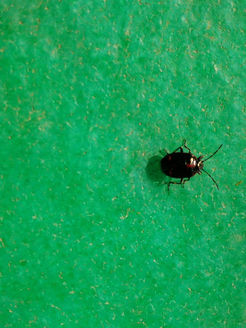 Eurydema oleracea - paréjpoloska Eurydema oleracea - paréjpoloska