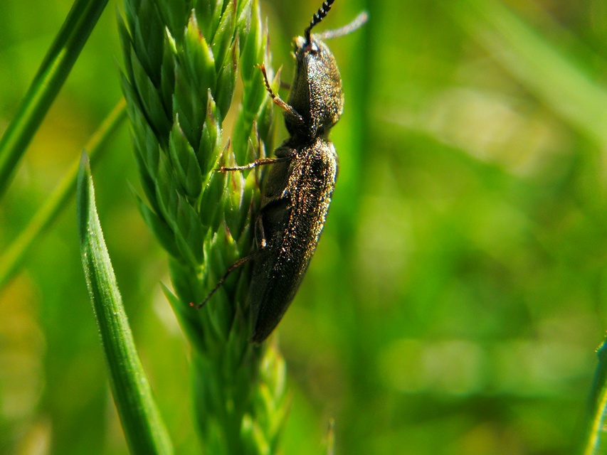 Cidnopus