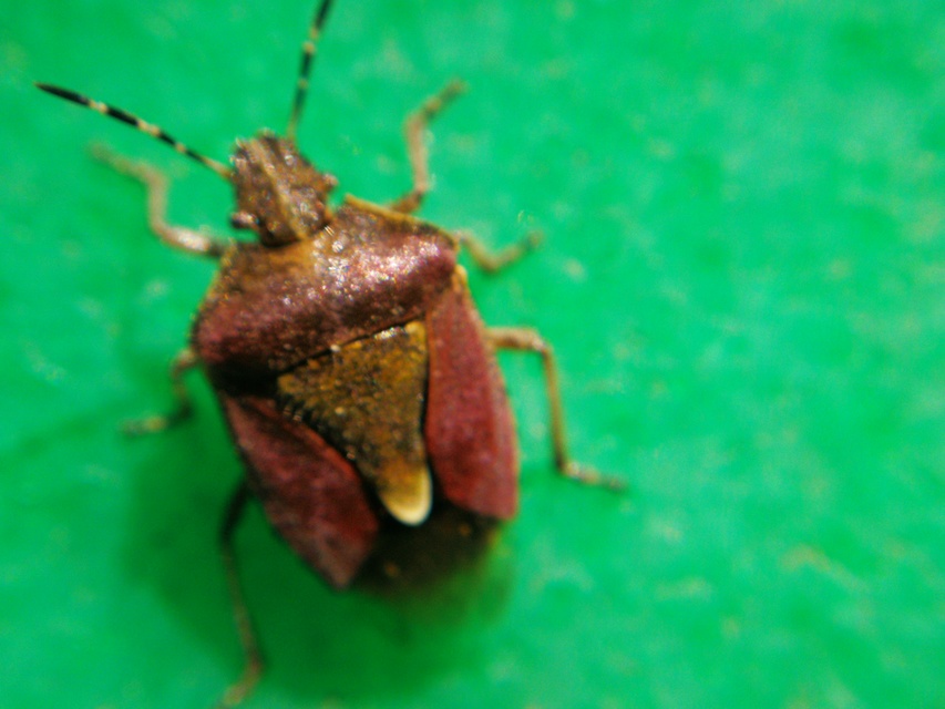 Dolycoris baccarum - közönséges bogyómászó-poloska