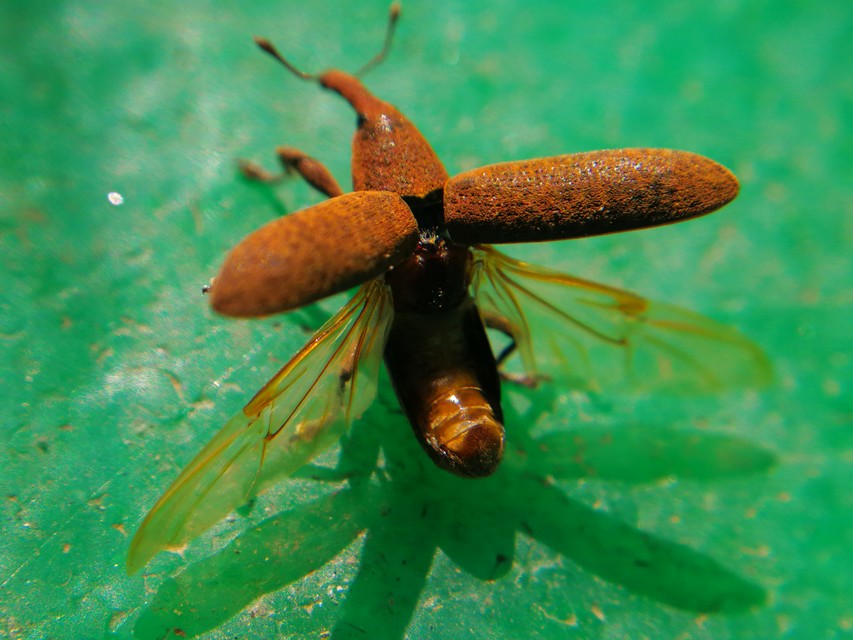 Lixus pulverulentus - mályvafúró dudvabarkó