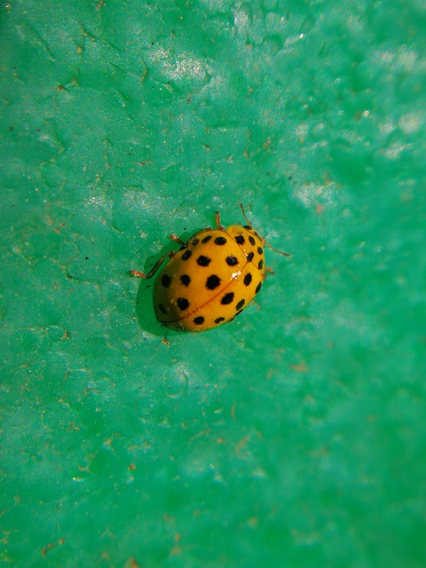Psyllobora vigintiduopunctata - huszonkétpettyes katica