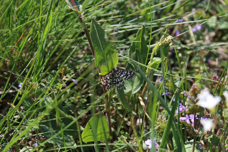 Chiasmia clathrata - rácsos rétiaraszoló