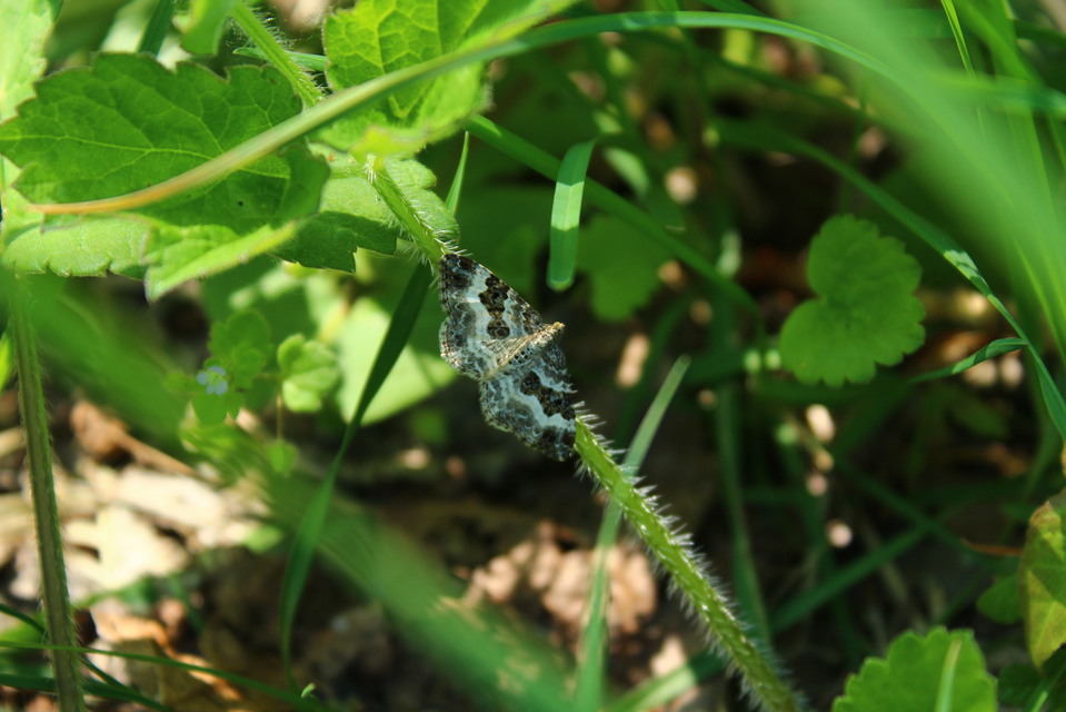 Epirrhoe alternata - galaj-tarkaaraszoló