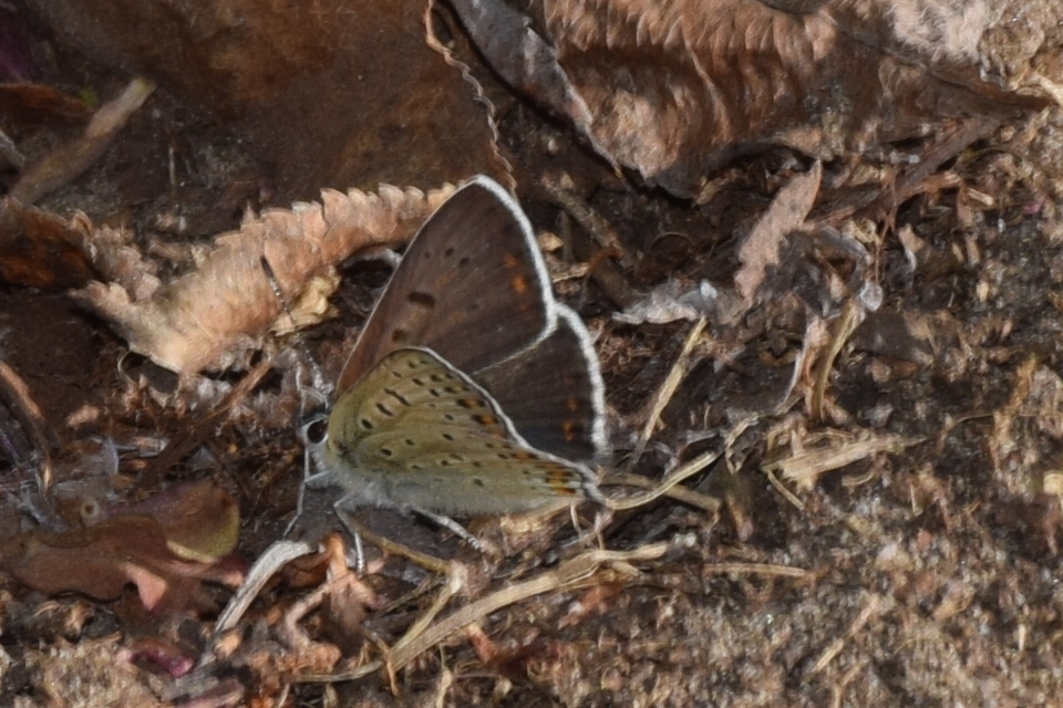 Lycaena tityrus - barna tűzlepke