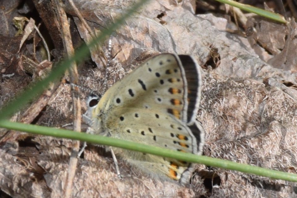 Lycaena tityrus - barna tűzlepke