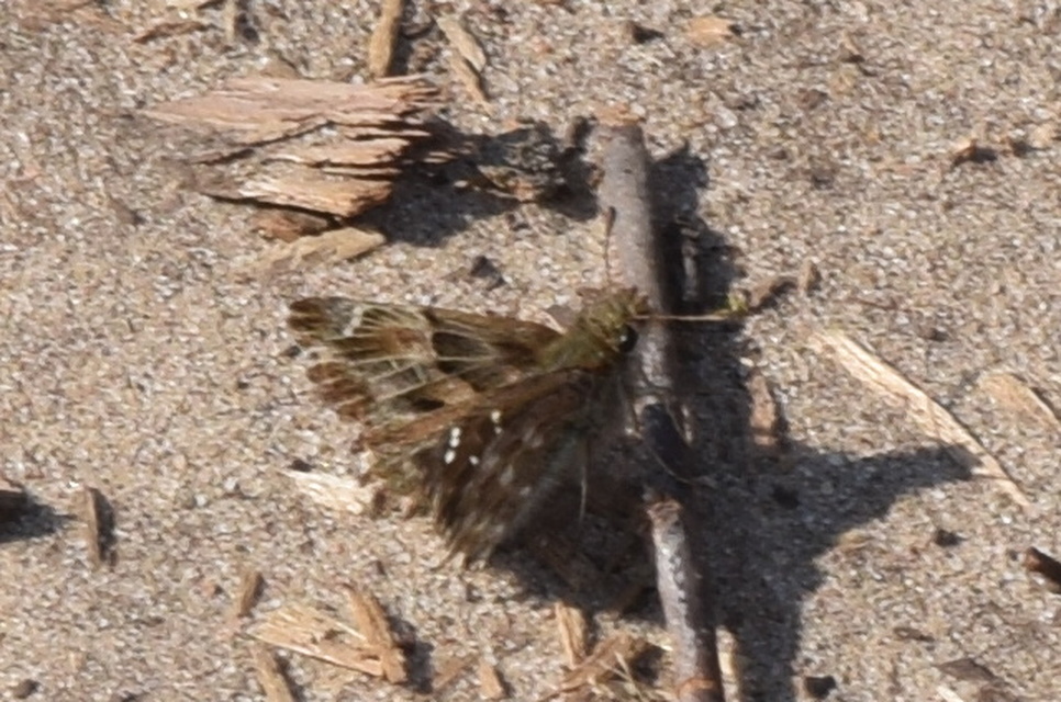 Carcharodus alceae - mályva-busalepke