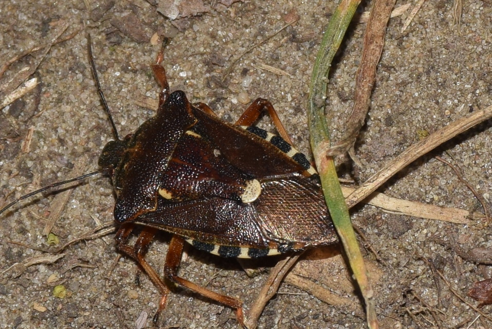 Pinthaeus sanguinipes Pinthaeus sanguinipes