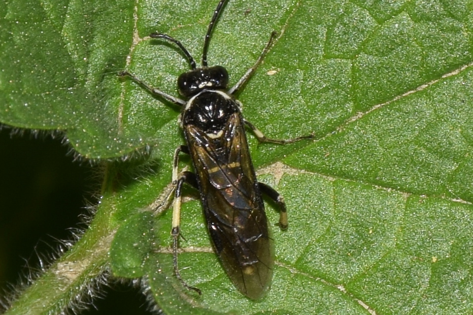Tenthredinidae - valódi levéldarazsak