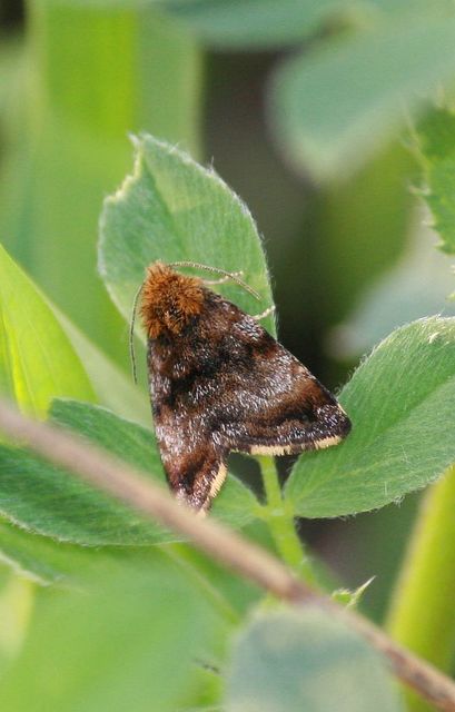 Panemeria tenebrata - apró sárgabagoly