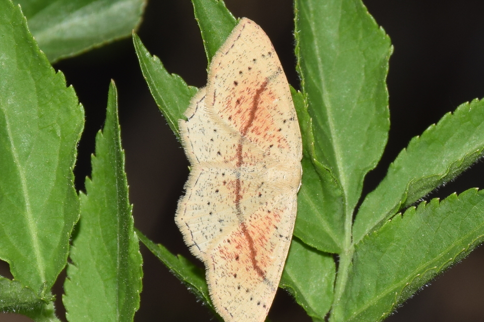 Cyclophora punctaria - sávos pettyesaraszoló