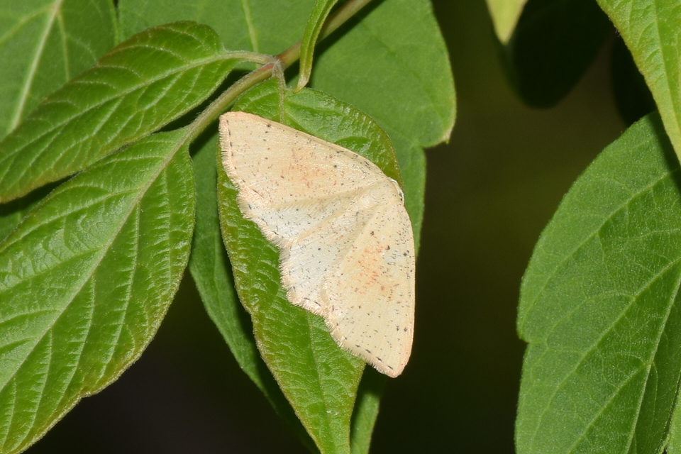 Cyclophora punctaria - sávos pettyesaraszoló