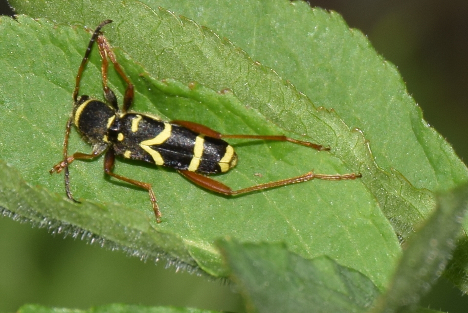 Clytus arietis - közönséges darázscincér